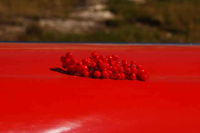 the mountain ash color of the red buses